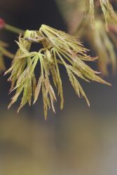 GehoelzSchau Acer palmatum Dissectum DSC08059