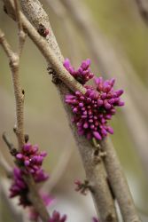 GehoelzSchau Cercis sinensis Avondale DSC06753
