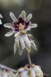 GehoelzSchau Chimonanthus praecox  DSC9192 MAN