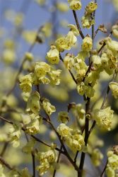 GehoelzSchau Corylopsis pauciflora DSC0609