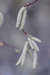 GehoelzSchau Corylus avellana  DSC9298 MAN