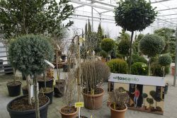 GehoelzSchau DSC05078