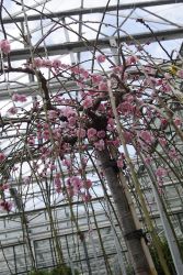 GehoelzSchau DSC05089