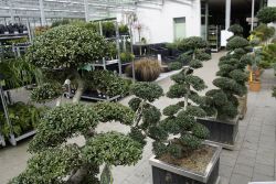 GehoelzSchau DSC05106