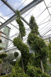 GehoelzSchau DSC05111