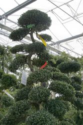 GehoelzSchau DSC05115