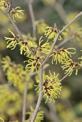 GehoelzSchau Hamamelis x intermedia DSC8845 MAN
