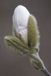 GehoelzSchau Magnolia DSC07537