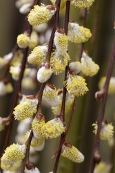 GehoelzSchau Salix caprea Kilmarnock 201003311715