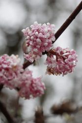 GehoelzSchau Viburnum bodnantense DSC00081